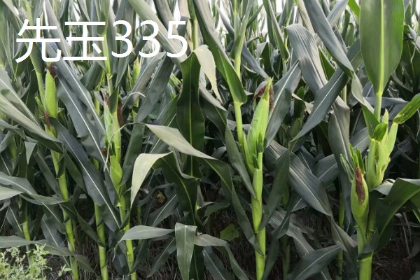 黑龙江的玉米品种，有克玉17、鑫科玉1号等