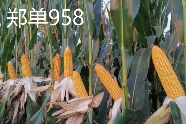 黑龙江的玉米品种，有克玉17、鑫科玉1号等