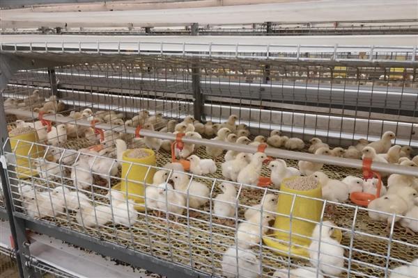 冬季鸡舍怎么防潮，勤换垫草可保持干燥