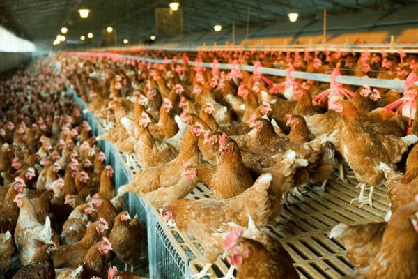 冬季鸡舍怎么防潮，勤换垫草可保持干燥