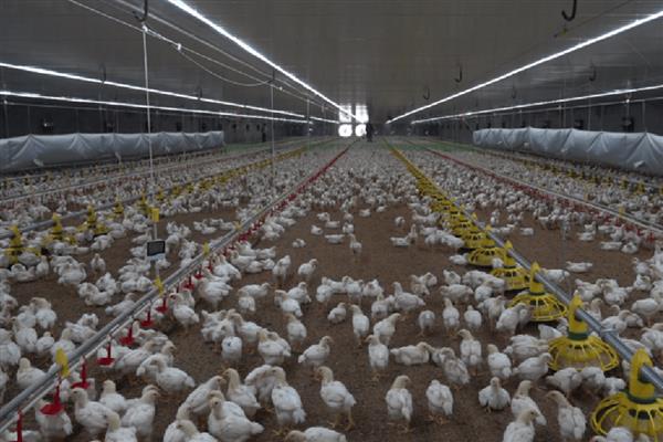 冬季鸡舍怎么防潮，勤换垫草可保持干燥