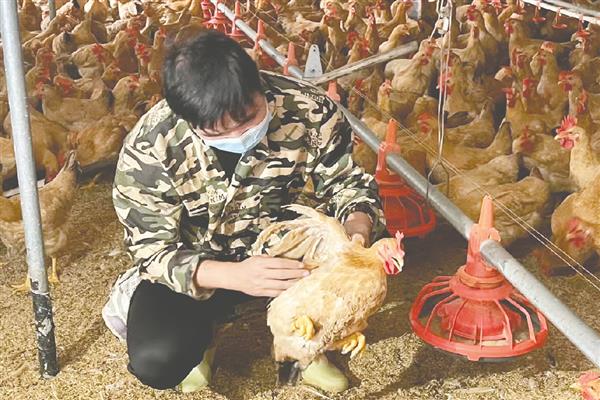 冬季鸡舍怎么防潮，勤换垫草可保持干燥