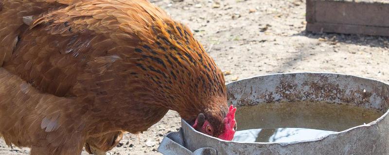 鸡不停的喝水是什么病，可能是发烧或中毒了