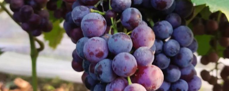种植葡萄的注意事项，秋季落叶前后要深翻果园