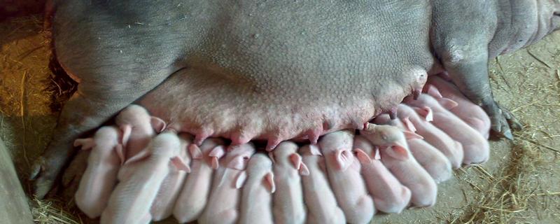 猪多少天会下崽，通常114天左右下崽