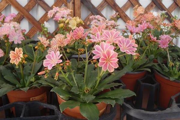 老来俏花如何繁殖,可播种也可扦插