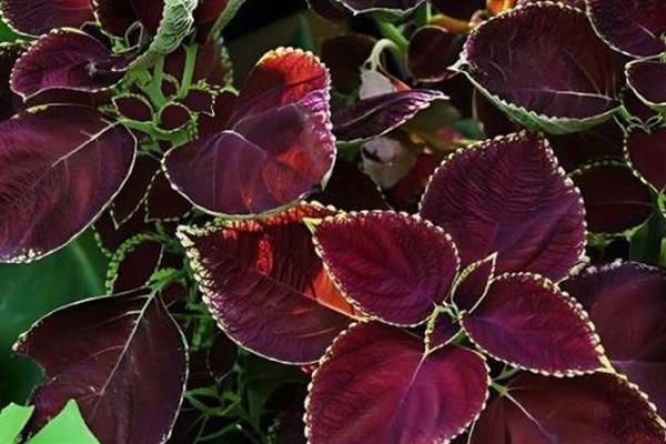 老来俏花如何繁殖,可播种也可扦插