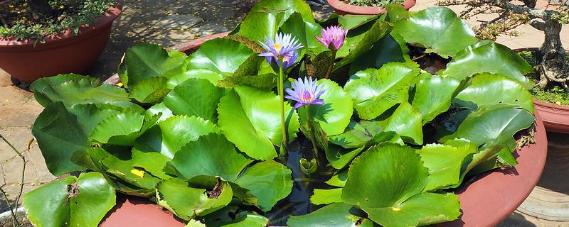 睡莲叶子发焦的原因，适宜生长在光照充足的环境中