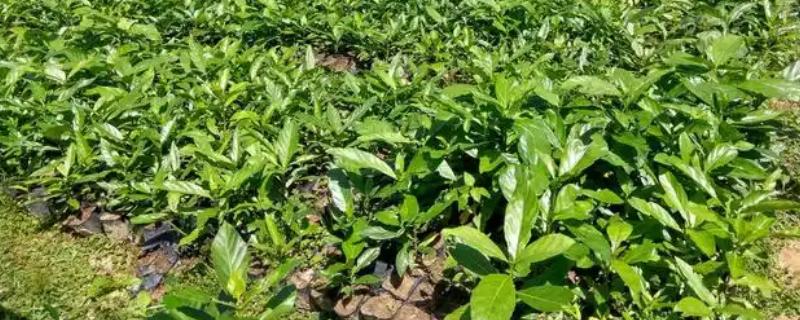 诺丽果能在家里种吗，可以在家里种植