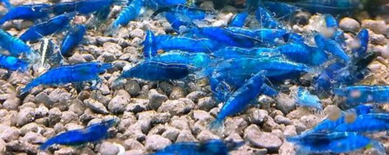 蓝丝绒虾好不好养，把水温控制在24-25℃