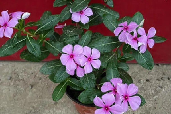 四季梅有没有毒，四季梅有毒