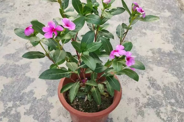 四季梅有没有毒，四季梅有毒