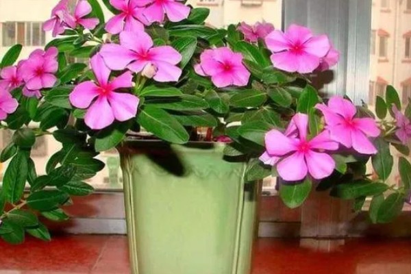 四季梅有没有毒，四季梅有毒