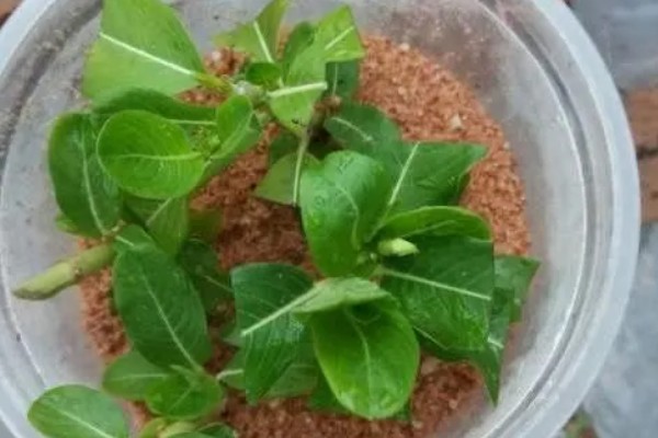 四季梅有没有毒，四季梅有毒