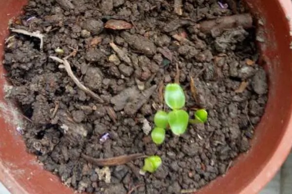 四季梅有没有毒，四季梅有毒