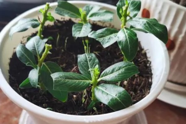 四季梅有没有毒，四季梅有毒