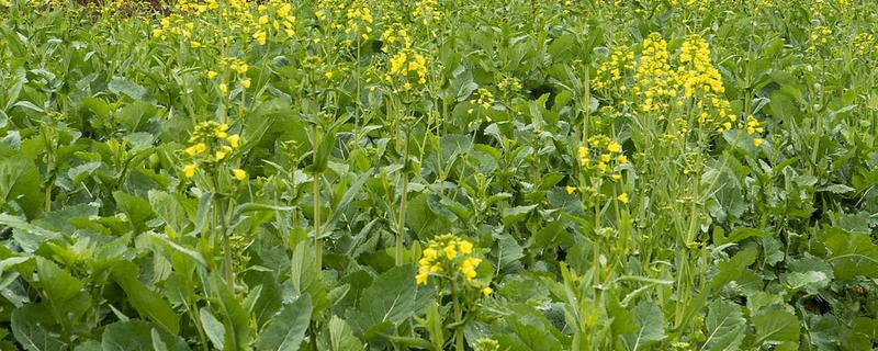 油菜在几月份种植，通常是9-11月左右