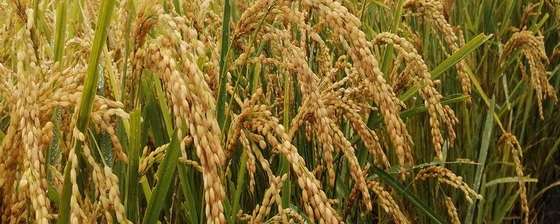 垦稻26水稻基本信息，属于粳型常规稻