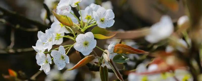 梨花有什么寓意，代表纯情、纯真的爱等含义