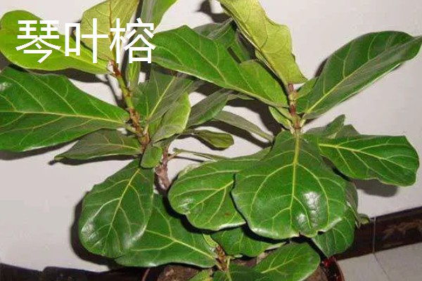 哪些大盆植物适合放在客厅，琴叶榕、龟背竹等品种值得选择