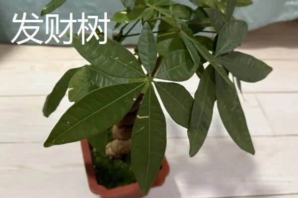 哪些大盆植物适合放在客厅，琴叶榕、龟背竹等品种值得选择