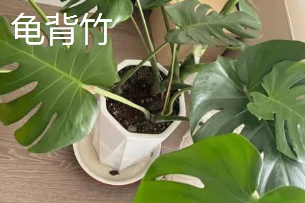 哪些大盆植物适合放在客厅，琴叶榕、龟背竹等品种值得选择