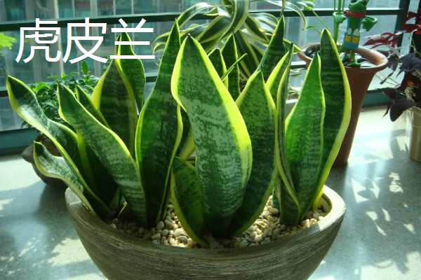 哪些大盆植物适合放在客厅，琴叶榕、龟背竹等品种值得选择