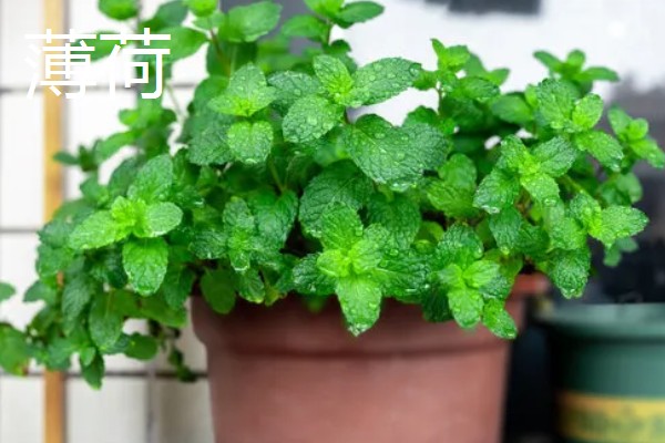 哪些大盆植物适合放在客厅，琴叶榕、龟背竹等品种值得选择