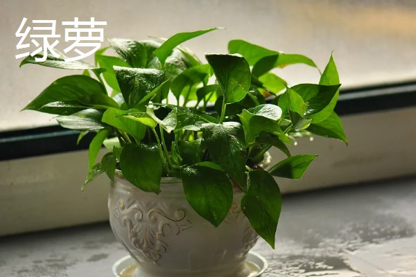 哪些大盆植物适合放在客厅，琴叶榕、龟背竹等品种值得选择