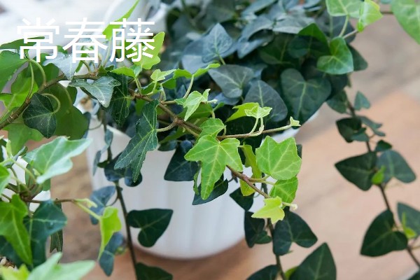 哪些大盆植物适合放在客厅，琴叶榕、龟背竹等品种值得选择