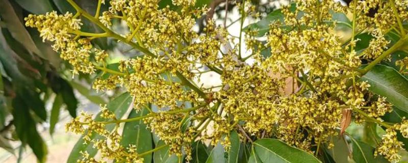 荔枝树也分公母吗，荔枝树不分公母