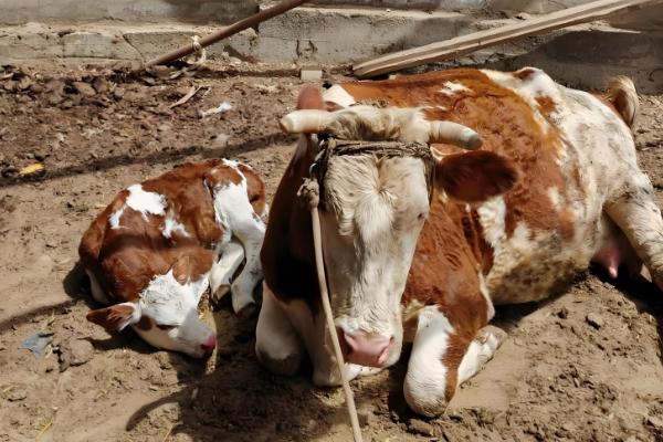 牛后腿无力站不起来的原因,可能是营养不良、患有肢体病所致