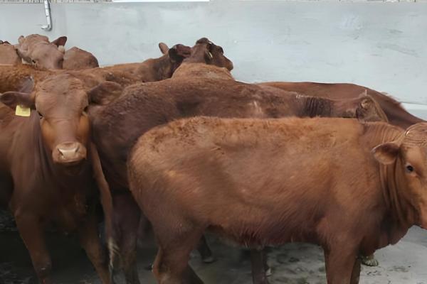 牛后腿无力站不起来的原因,可能是营养不良、患有肢体病所致