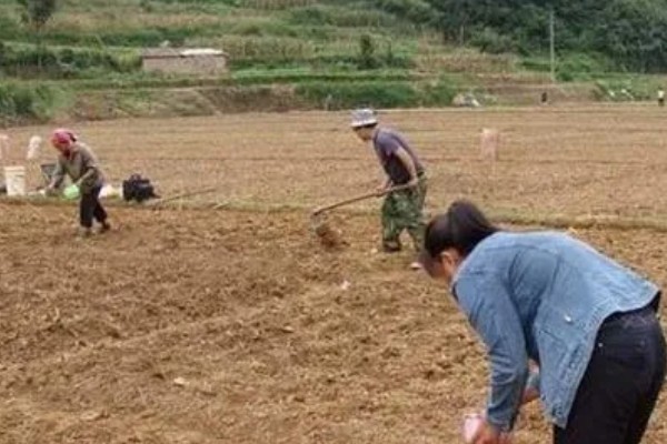 独头蒜的种植技术，可选早熟、瓣小的蒜种进行播种