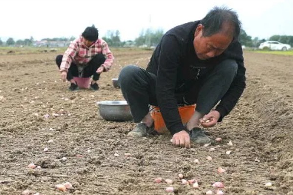 独头蒜的种植技术，可选早熟、瓣小的蒜种进行播种