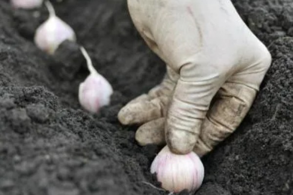独头蒜的种植技术，可选早熟、瓣小的蒜种进行播种