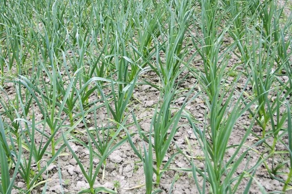 独头蒜的种植技术，可选早熟、瓣小的蒜种进行播种