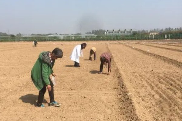 独头蒜的种植技术，可选早熟、瓣小的蒜种进行播种