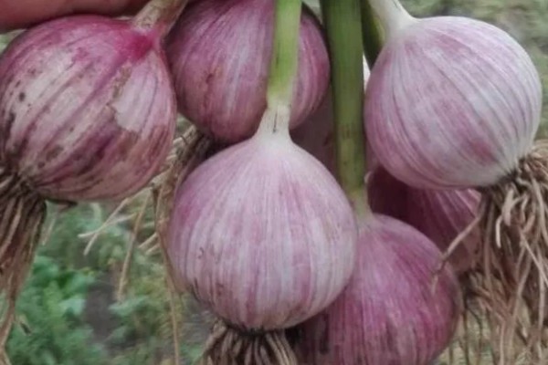 独头蒜的种植技术，可选早熟、瓣小的蒜种进行播种