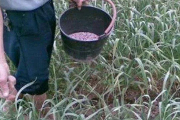 独头蒜的种植技术，可选早熟、瓣小的蒜种进行播种