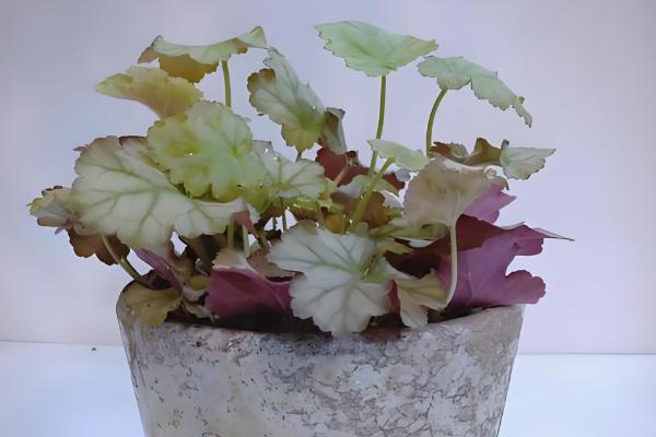 夏季怎么养护矾根，适宜生长在凉爽的环境中