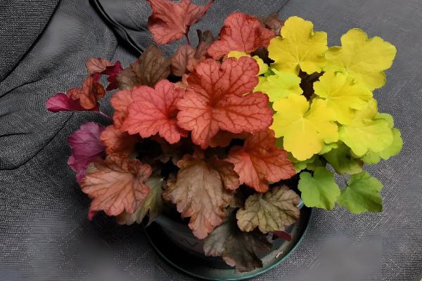 夏季怎么养护矾根，适宜生长在凉爽的环境中