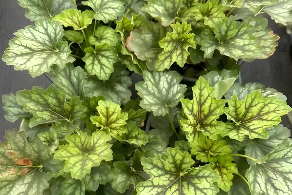 夏季怎么养护矾根，适宜生长在凉爽的环境中