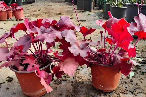 夏季怎么养护矾根，适宜生长在凉爽的环境中