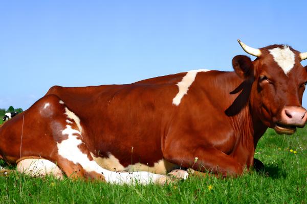 牛后腿无力站不起来的原因,可能是营养不良、患有肢体病所致