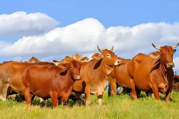 牛后腿无力站不起来的原因,可能是营养不良、患有肢体病所致