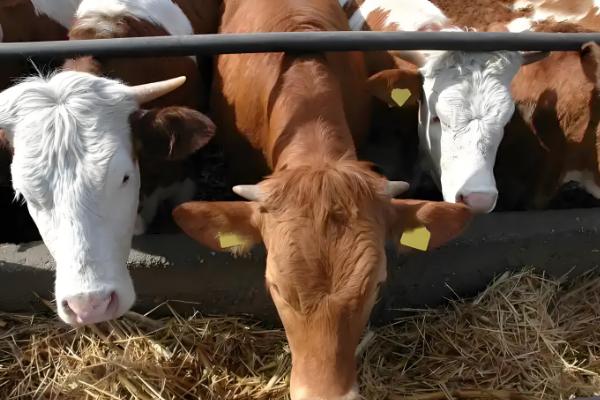 牛后腿无力站不起来的原因,可能是营养不良、患有肢体病所致