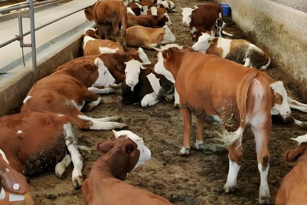 牛后腿无力站不起来的原因,可能是营养不良、患有肢体病所致