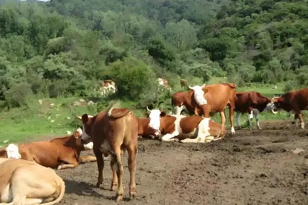 牛后腿无力站不起来的原因,可能是营养不良、患有肢体病所致