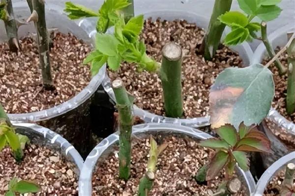 月季剪枝插土的时间,春季和秋季均可扦插